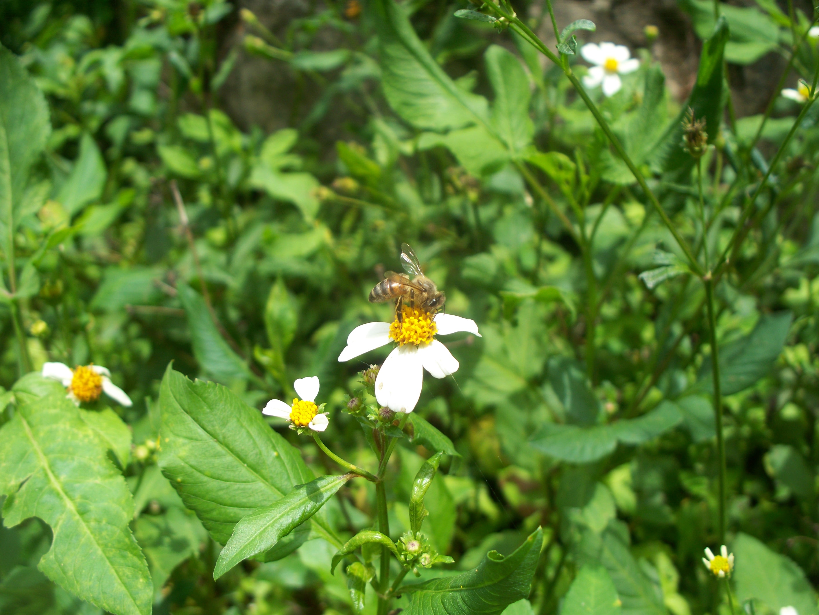 Bee Forage